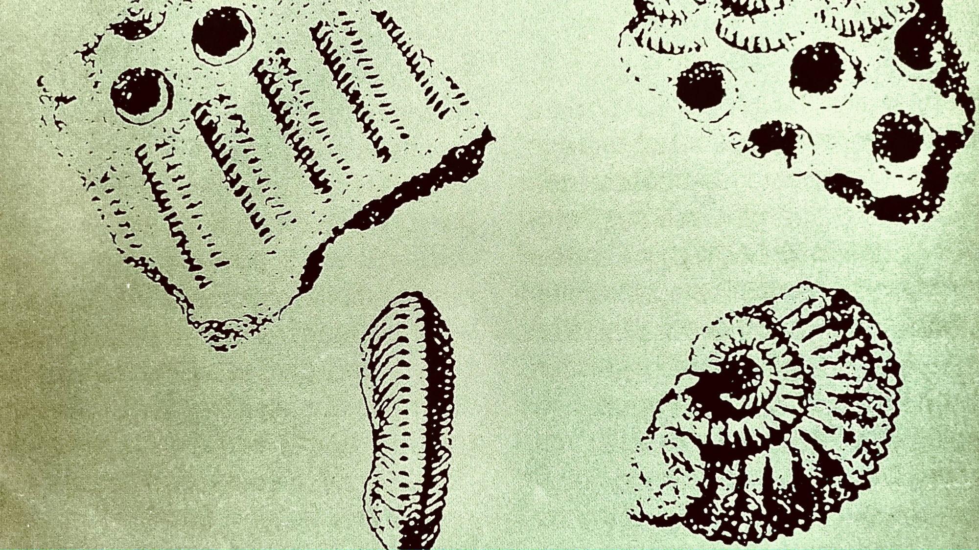 Ammoniten als Stempel
