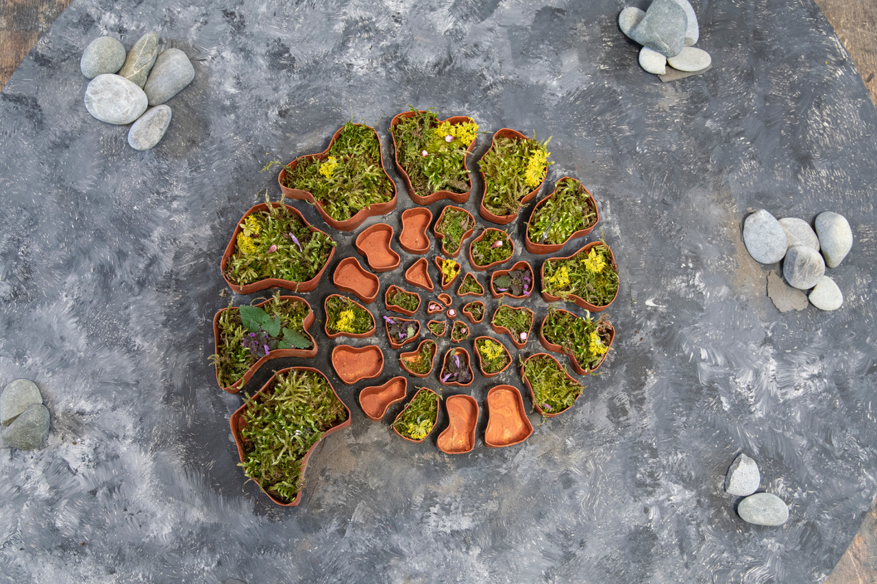 The green ammonite