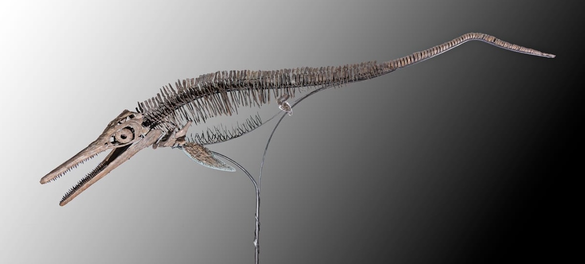 3D ichtyosaur from Holzmaden