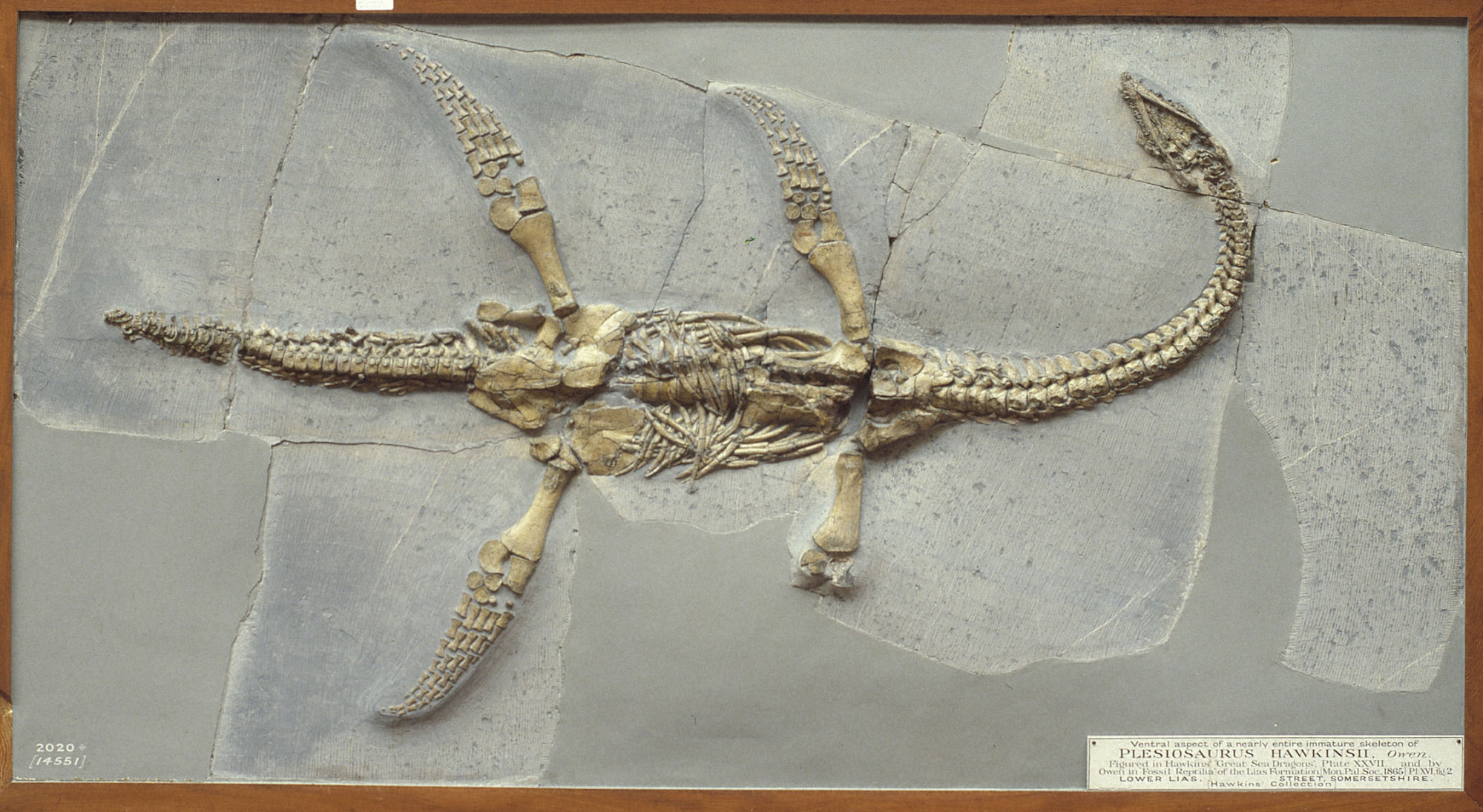 Plesiosaurus