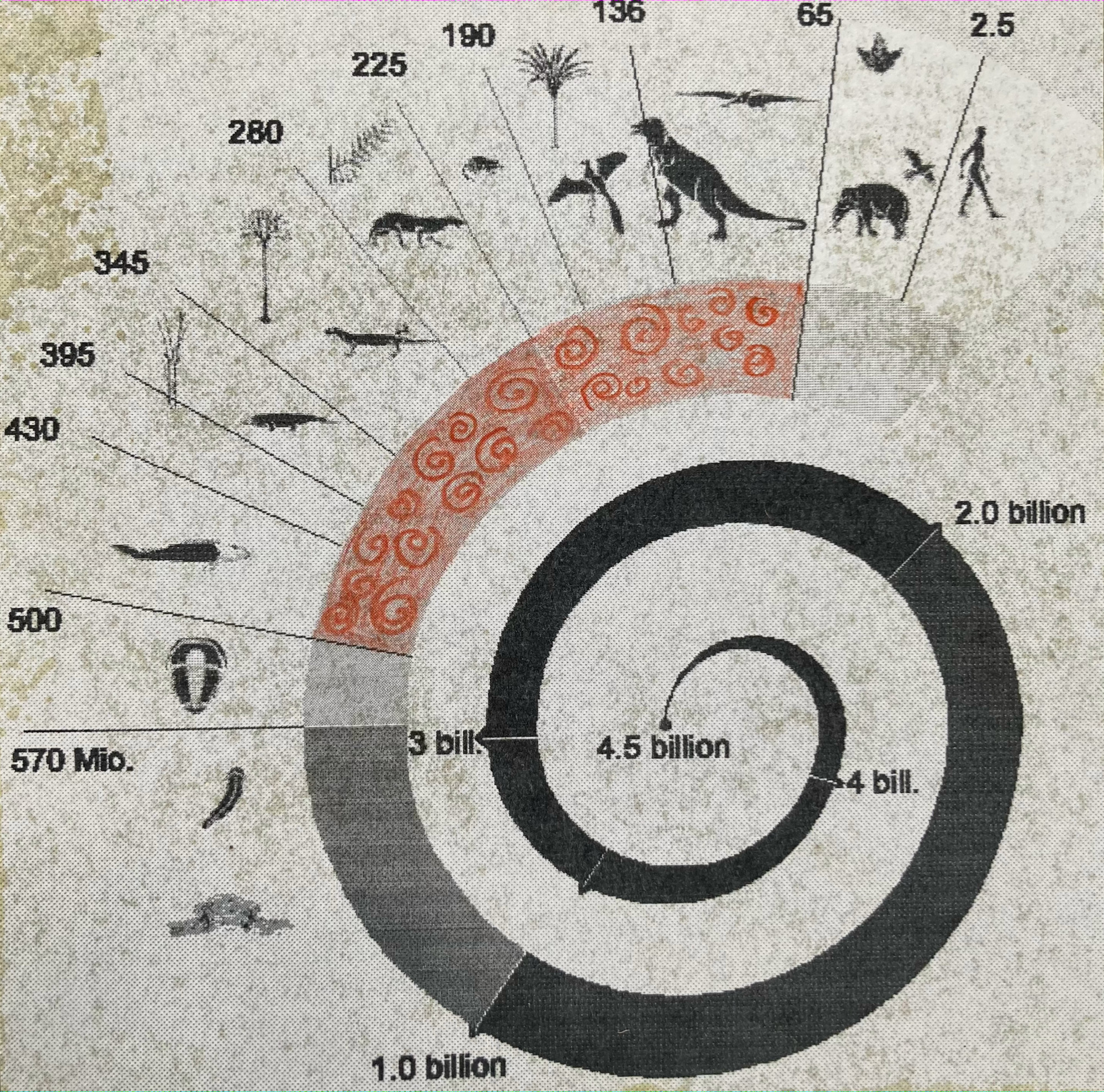 The live span of the Ammonites - Fossil art