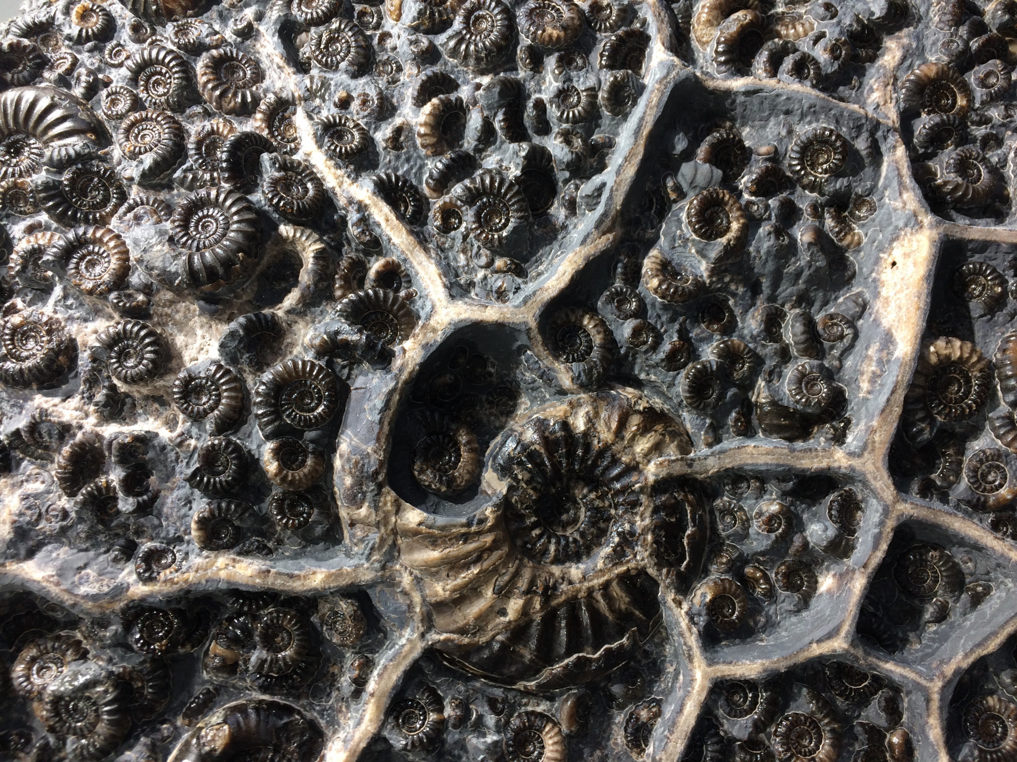 Ammonites from England - Fossil art