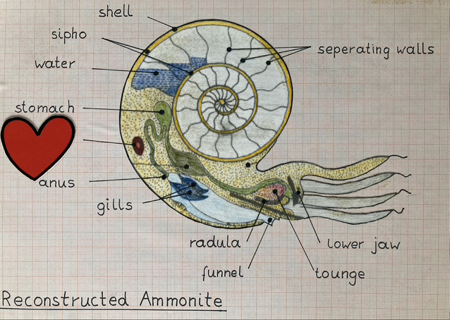 Anatomical structure of an ammonite